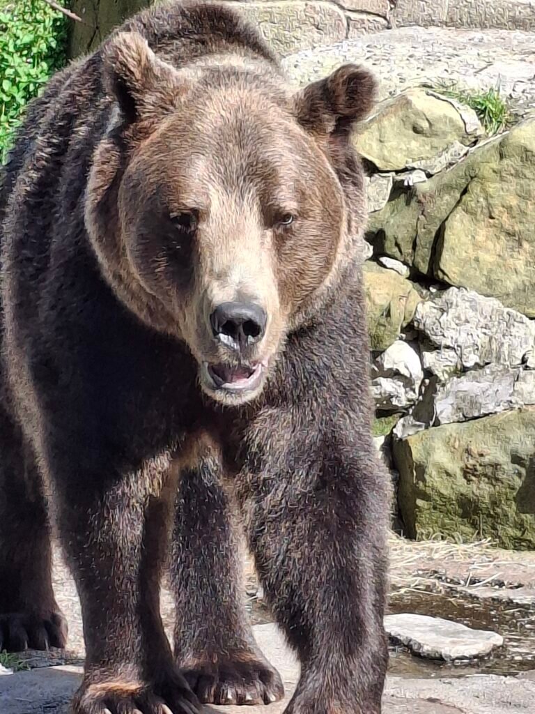 A brown bear standing close to the camera, mouth slightly open, in a rock and pavement enclosure.