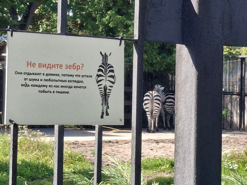A zoo enclosure fence with a sign in Russian about resting zebras, two zebras visible from behind through the bars.
