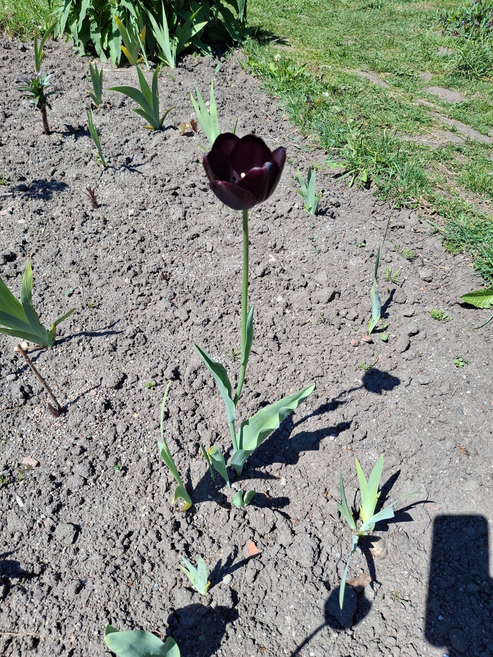 A single near-black tulip standing in a garden bed among emerging bulbs.