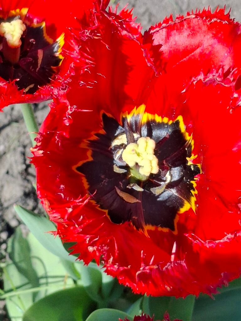 A dark red, fringed tulip with a black and yellow center, in close-up.